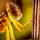 Image for article titled 75 Close-Ups Of Bugs